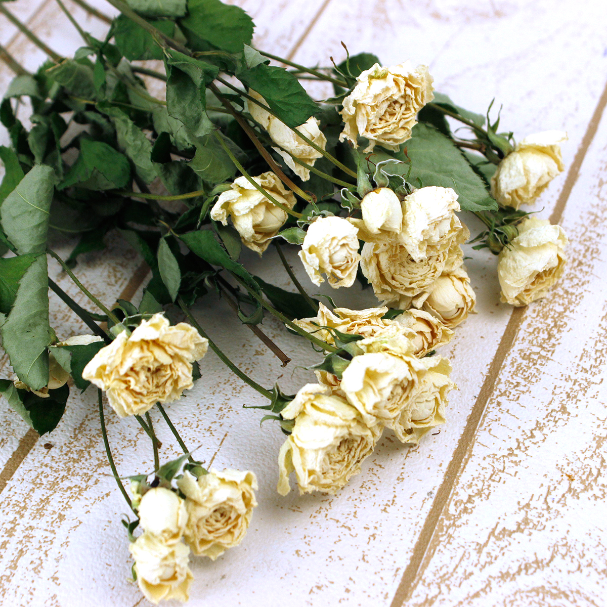 ドライ J Flow Spバラ スイートオールド オフホワイト 束3 5本 Xx 通販 はなどんやアソシエ ドライ J Flow Spバラ スイートオールド オフホワイト 束3 5本 Xx 通販 はなどんやアソシエ