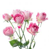 08直前!FJ】SPバラ エミーラ(ピンク複色)60cm〜滝沢バラ園【生花