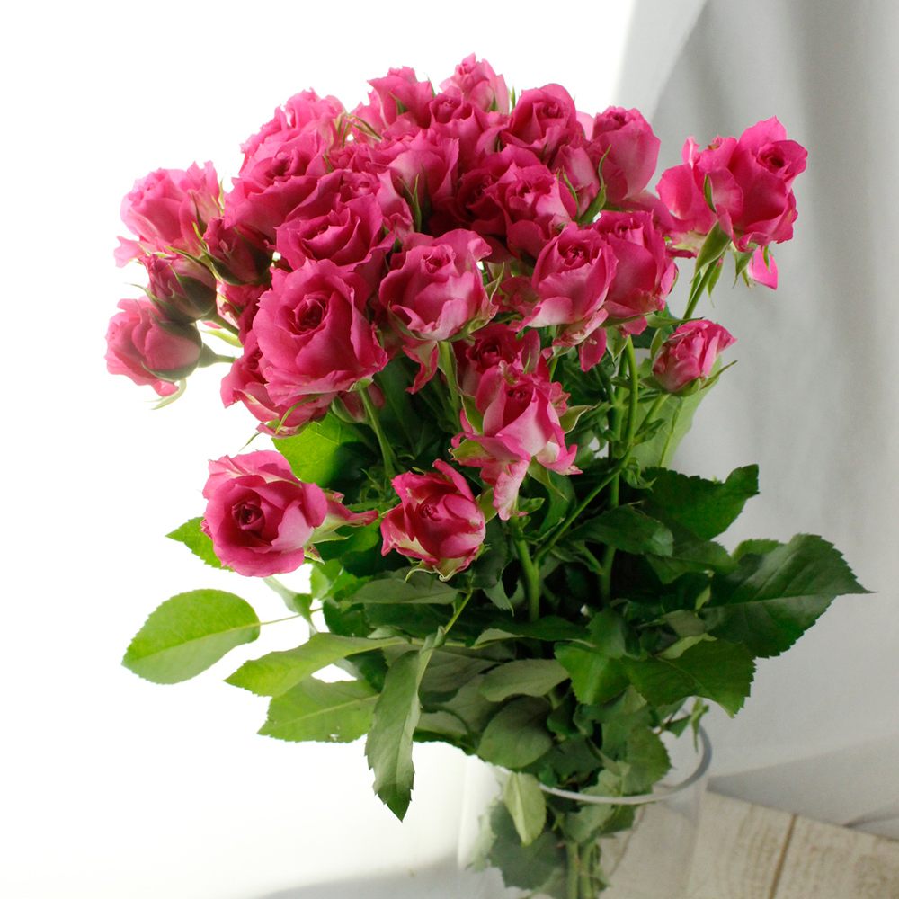 ランブリングエンジェル　バラ売り可能 つる エンジェル フェイス(Angel Face,Climbing) - バラのWEBカタログ