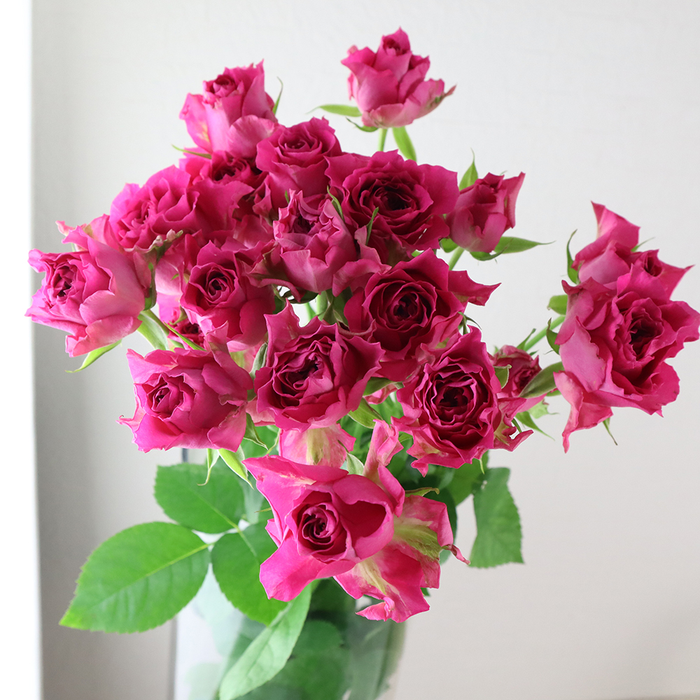 生花】緊急ボリュームSALE☆SPバラ エンジェルローラ(濃いピンク)40cm