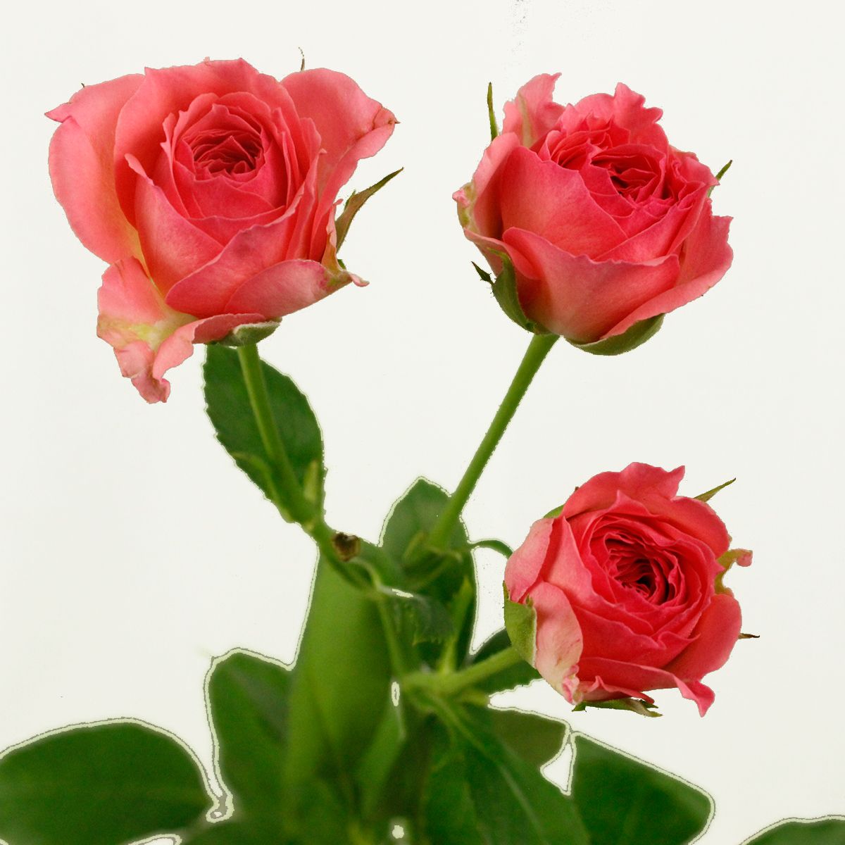 生花 Spバラ ローラ コーラルピンク 通販 はなどんやアソシエ 生花 Spバラ ローラ コーラルピンク 通販 はなどんやアソシエ