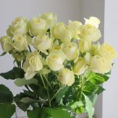 【生花】SPバラ　クリーミーエデン(淡い黄)40CM-【OT】