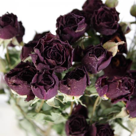 ドライ】J・flow/SPバラ ファンファール 束3〜5本 【XX】 - 花材通販は