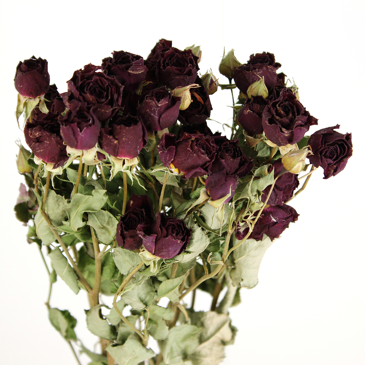 ドライ】J・flow/SPバラ ファンファール 束3〜5本 【XX】 - 花材通販は