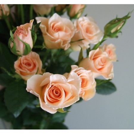 50 素晴らしいサーモン ピンク バラ 最高の花の画像 50 素晴らしいサーモン ピンク バラ 最高の花の画像