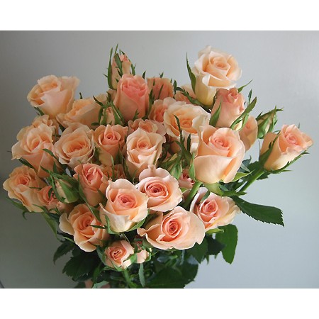 生花 Spバラ サープライズサーモンピンク 通販 はなどんやアソシエ 生花 Spバラ サープライズサーモンピンク 通販 はなどんやアソシエ