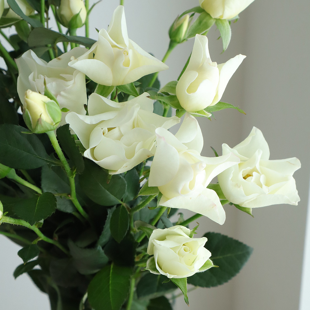 特注 Spバラ ウェディングドレス60cm ファインローズ希望 通販 はなどんやアソシエ