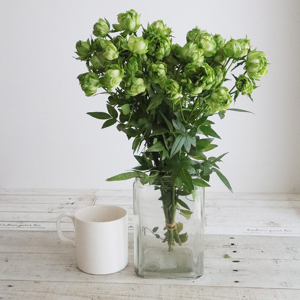 生花 Spバラ オリエンタルエクレール 40cm 今週のオトク Ita 通販 はなどんやアソシエ 生花 Spバラ オリエンタルエクレール 40cm 今週のオトク Ita 通販 はなどんやアソシエ