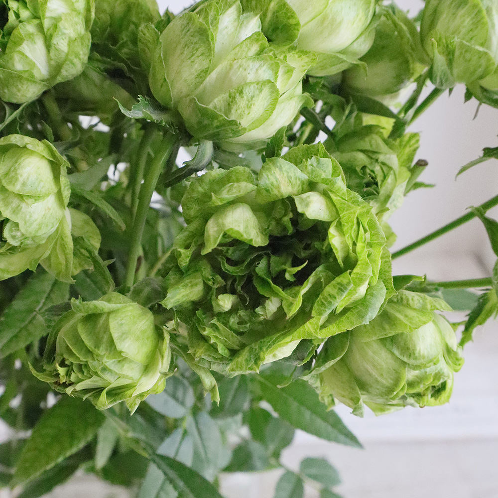 直前 Spバラ オリエンタルエクレール 40cm 生花 通販 はなどんやアソシエ 直前 Spバラ オリエンタルエクレール 40cm 生花 通販 はなどんやアソシエ