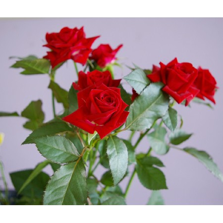 生花 Spバラ ファンファール 赤 All3本売り 花proseフェア 通販 はなどんやアソシエ 生花 Spバラ ファンファール 赤 All3本売り 花proseフェア 通販 はなどんやアソシエ