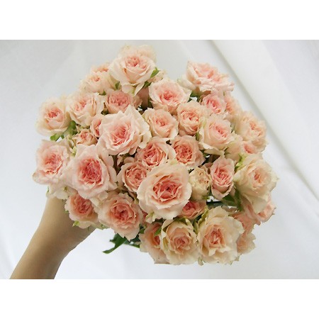 【生花】緊急ボリュームSALE★SPバラ　ファンシーローラ(淡いピンク)40cm〜