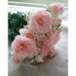 【生花】緊急ボリュームSALE★SPバラ　ファンシーローラ(淡いピンク)40cm〜