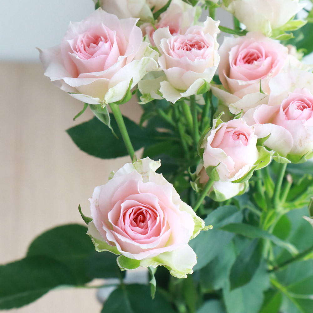 生花 Spバラ ファンシーローラ 淡いピンク 通販 はなどんやアソシエ 生花 Spバラ ファンシーローラ 淡いピンク 通販 はなどんやアソシエ