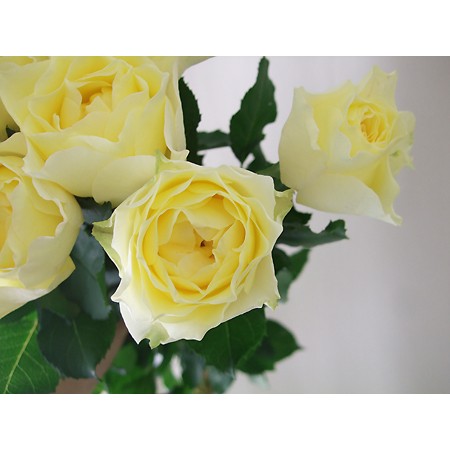 生花 Spot 直前 バラ たまゆら 黄色 通販 はなどんやアソシエ