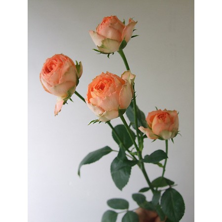 生花 Spotspecial 新入荷 Spバラ ニーズ アプリコット系カップ咲き 通販 はなどんやアソシエ