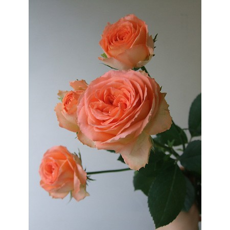 生花 Spotspecial 新入荷 Spバラ ニーズ アプリコット系カップ咲き 通販 はなどんやアソシエ 生花 Spotspecial 新入荷 Spバラ ニーズ アプリコット系カップ咲き 通販 はなどんやアソシエ