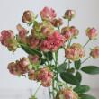 【生花】SPバラ　ラディッシュ(グリーン/サーモン複色)50cm-【OT】