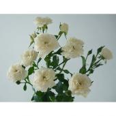 ※販売終了※【生花】SpotSpecial：初入荷★横田園芸　SPバラ　ニューグリーンアイス