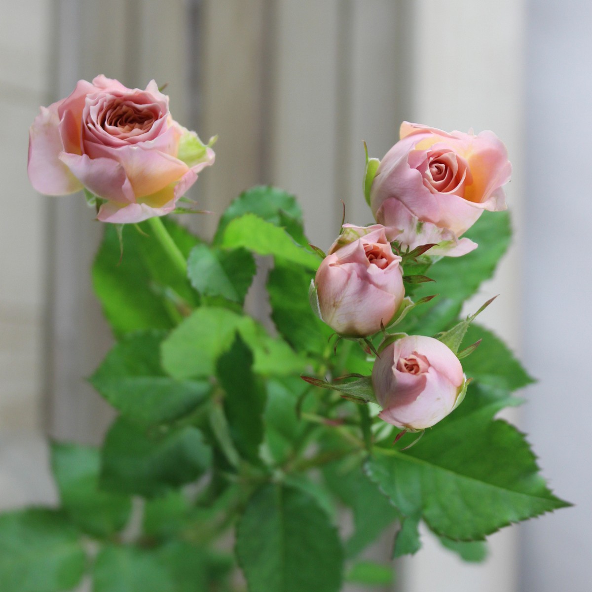 生花 Spバラ ミスティックサラ スモーキーピンク 50cm程度 今週のオトク 通販 はなどんやアソシエ 生花 Spバラ ミスティックサラ スモーキーピンク 50cm程度 今週のオトク 通販 はなどんやアソシエ