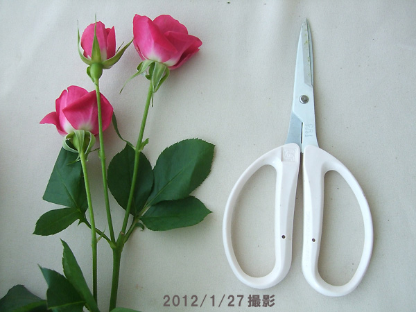 生花 Spバラ アリシア 濃いピンク 通販 はなどんやアソシエ