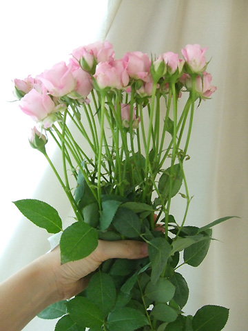 直前】【生花】SPバラ アンブラッセ(カップ咲き青みピンク) - 花材通販