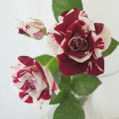 08直前】SPバラ スパークリンググラフィティ60cm(赤白絞り