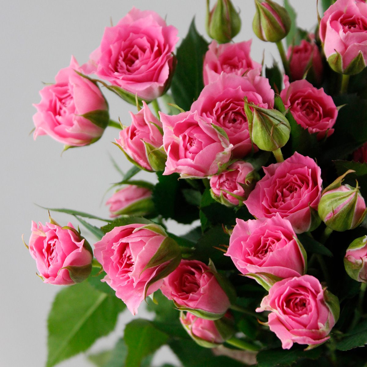 生花】SPバラ カンタービレ(ピンク) - 花材通販はなどんやアソシエ