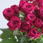 生花】SPバラ ラッシュ+(濃いピンクカップ咲き)國枝バラ園 - 花材通販