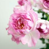 生花】SPバラ シーアネモネ(ピンク)50cmー□今週のオトク【IT】 - 花材