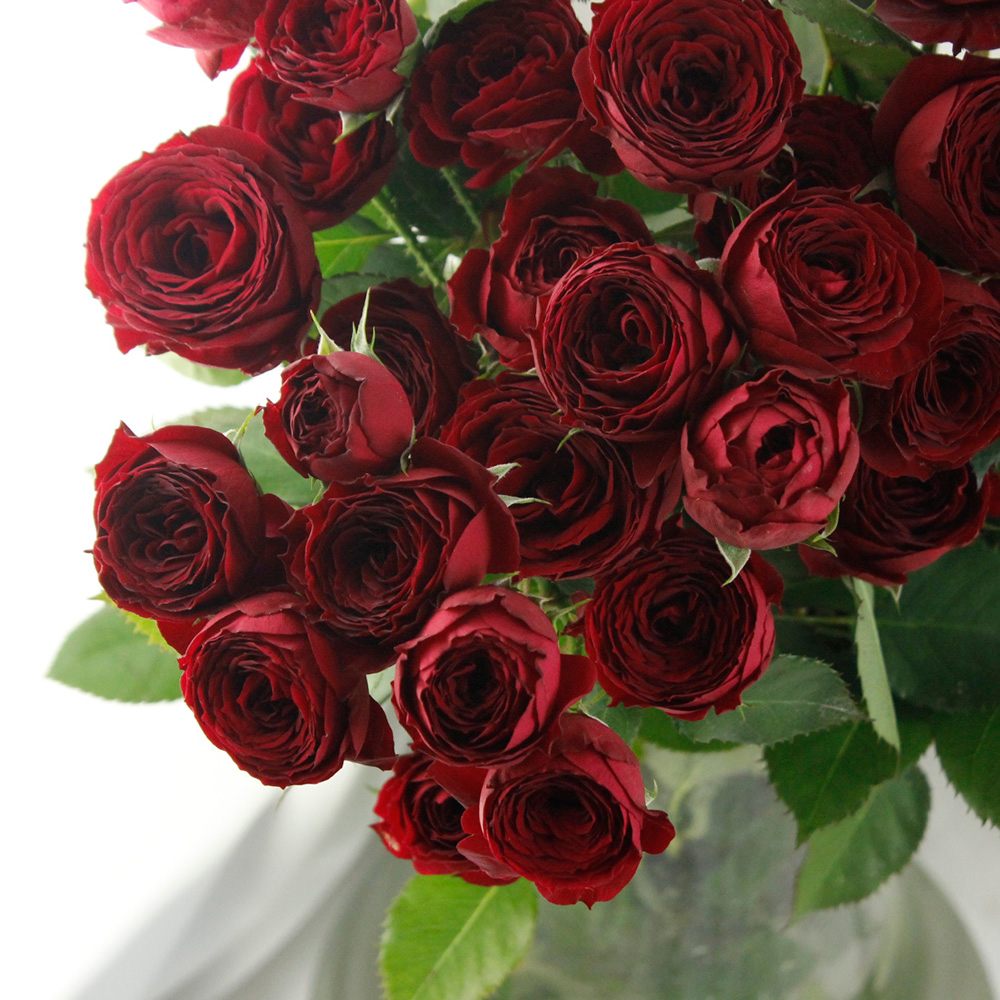 生花】SPバラ アマロネ(赤)カップ咲き 【FJ】浅野園芸 - 花材通販は