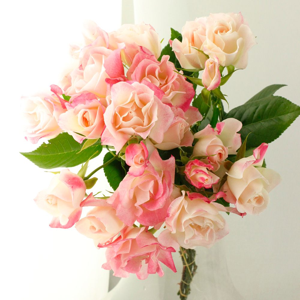 08直前SE】SPバラ ストロベリーモンローウォーク60センチ-(ピンク複色