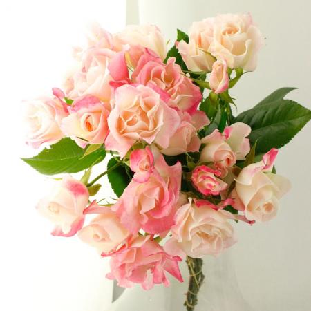 ★ペリロコ★ バラ(^^) 08直前SE】SPバラ ストロベリーモンローウォーク60センチ-(ピンク複色