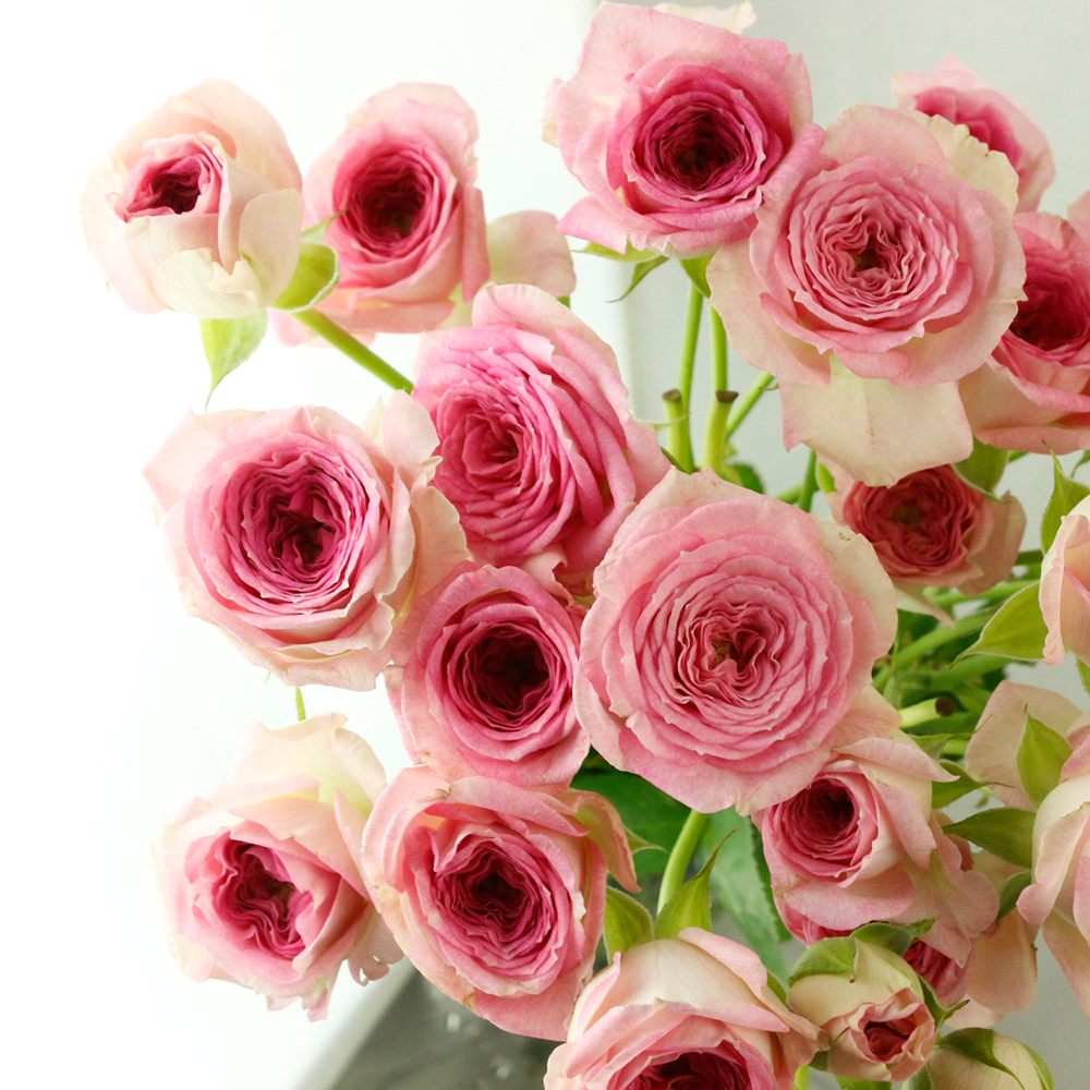 08直前!】SPバラ フェアリーチャコ 複色ピンク 50cm ファインローズ