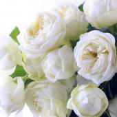 白い水差しのバラ whiterose88_top.jpg