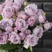 薔薇苗 切花品種 スターリングセンセーション プラス+ バラ苗 08直前】SPバラ スターリングセンセーション+50cm 清水農協 - 花材通販