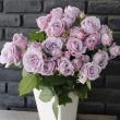 【08直前】SPバラ　スターリングセンセーション+ 40cm　清水農協【生花】