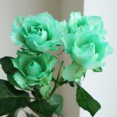 生花】SPバラ 染め緑(グリーン) 【早締切-75】※染色加工商品です