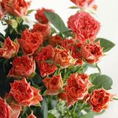 08直前!】新品種!SPバラ トリックオアトリート ひまわり農協(70cm