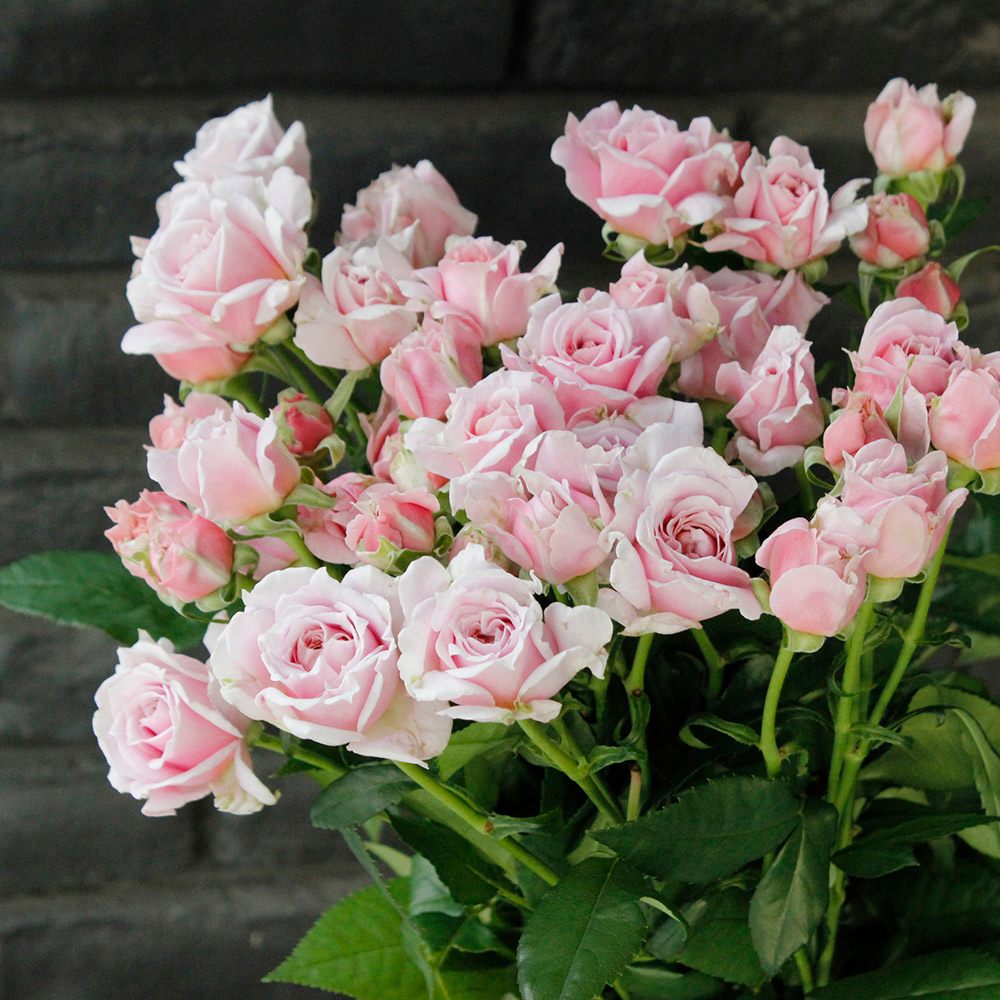 08直前!!】SPバラ ピンクエッセンス 60cm ひまわり農協【生花】香よし