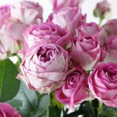 08直前FJ】SPバラ レイロウ!(ピンク)50cm 浅野園芸【生花】 - 花材通販