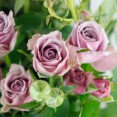 生花】SPバラ ラベンダーシャワー □今週のオトク【IT】 - 花材通販は