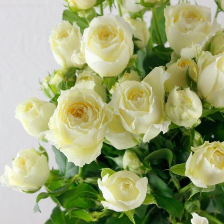 【生花】SPバラ　オールインスイート