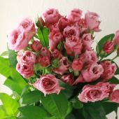 生花】SPバラ サクラドレス 60センチ 前橋バラ組合 - 花材通販はなどん