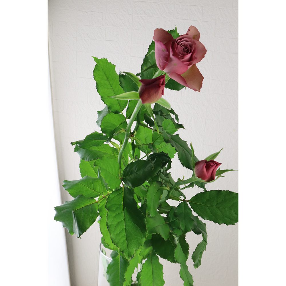 08直前 Se 初入荷 スプレータイプ バラ アヴニール 80cm 和都園芸 通販 はなどんやアソシエ 08直前 Se 初入荷 スプレータイプ バラ アヴニール 80cm 和都園芸 通販 はなどんやアソシエ