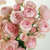 08直前】SPバラ ピンクムーン40cm(ピンクカップ)杉本バラ園 - 花材通販