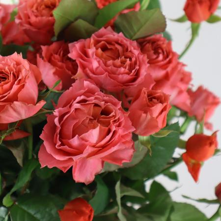 【生花】SPバラ　ティアモ　前橋市荒砥