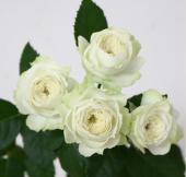 生花】SPバラ フレッシュドリー(白・カップ咲き)國枝バラ園 - 花材通販