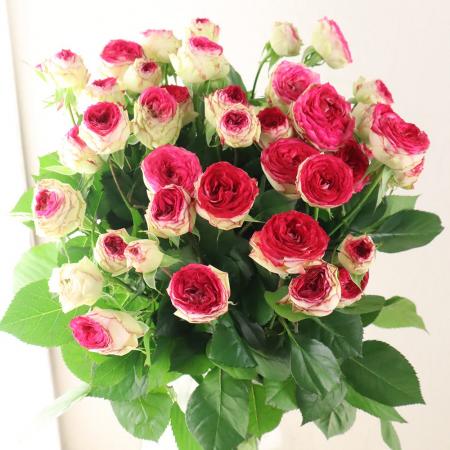生花】SPバラ クレイジービート ひまわり農協 - 花材通販はなど