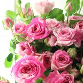 08直前!】SPバラ マジックソング+ ピンク絞り 40cm 國枝バラ園【生花