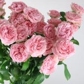 生花】SPバラ ジェントルフロウ( ピンク) - 花材通販はなどんやアソシエ